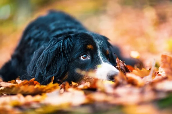 秋の森でバーニーズ ・ マウンテン ・ ドッグ — ストック写真