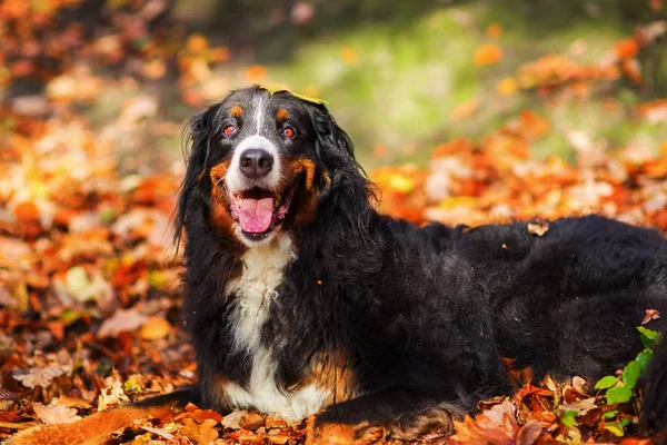 Бернський гірська собака в осінньому лісі — стокове фото