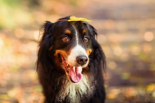 Bernese 山狗在秋天森林里 — 图库照片