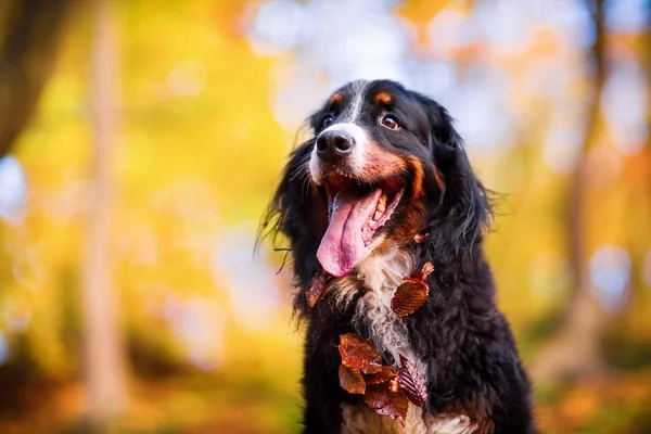 Bernese cão de montanha em uma floresta de outono — Fotografia de Stock