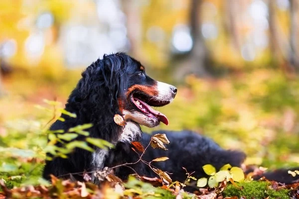Bernese cão de montanha em uma floresta de outono — Fotografia de Stock