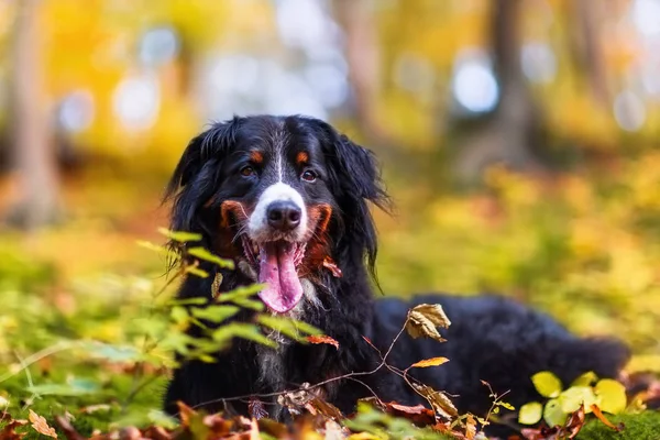 Bernese cão de montanha em uma floresta de outono — Fotografia de Stock