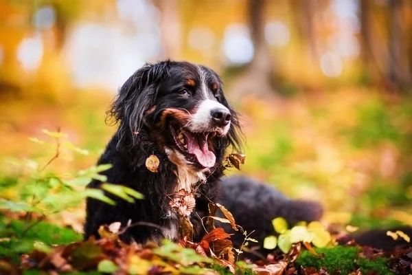 Anjing gunung Bernese di hutan musim gugur — Stok Foto