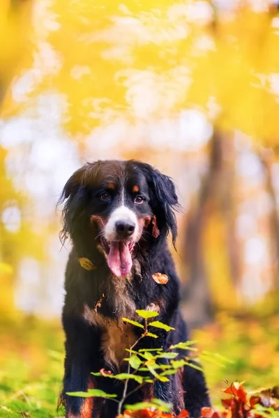 Бернская горная собака в осеннем лесу — стоковое фото