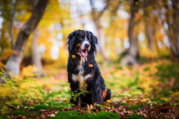 Бернская горная собака в осеннем лесу — стоковое фото