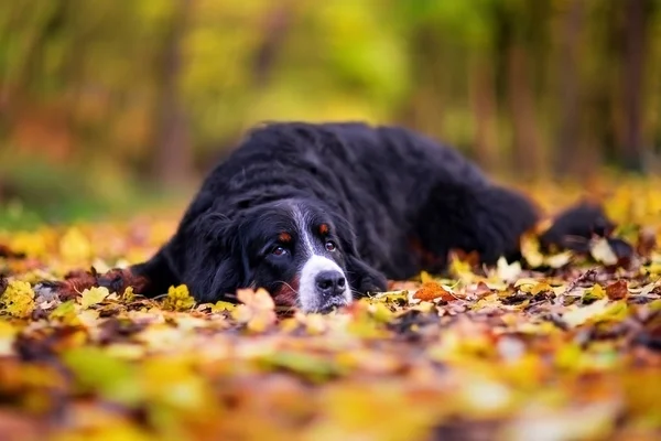 Bernese 山狗在秋天森林里 — 图库照片