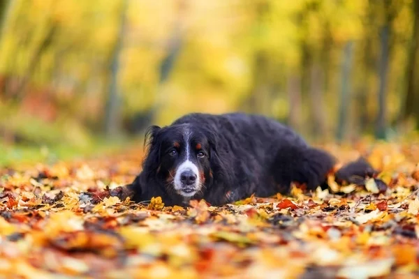 Bernese cão de montanha em uma floresta de outono — Fotografia de Stock