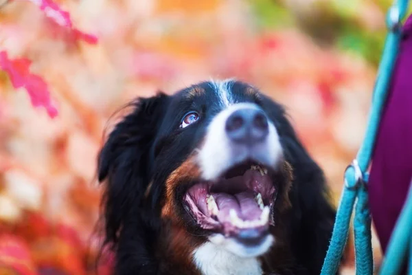 Cane da montagna bernese con colori autunnali sullo sfondo — Foto Stock