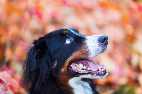 Cane da montagna bernese con colori autunnali sullo sfondo — Foto Stock