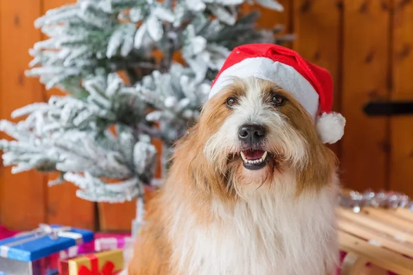 Niedliche elo Hund vor Weihnachtsdekoration — Stockfoto