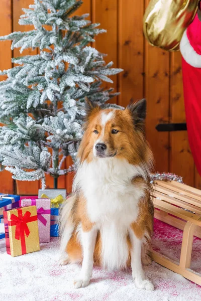 Niedliche elo Hund vor Weihnachtsdekoration — Stockfoto