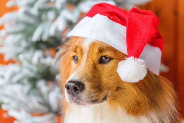 Niedliche elo Hund vor Weihnachtsdekoration — Stockfoto