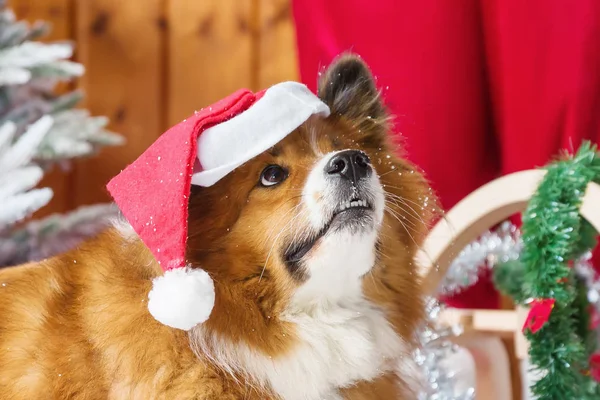 Niedliche elo Hund vor Weihnachtsdekoration — Stockfoto