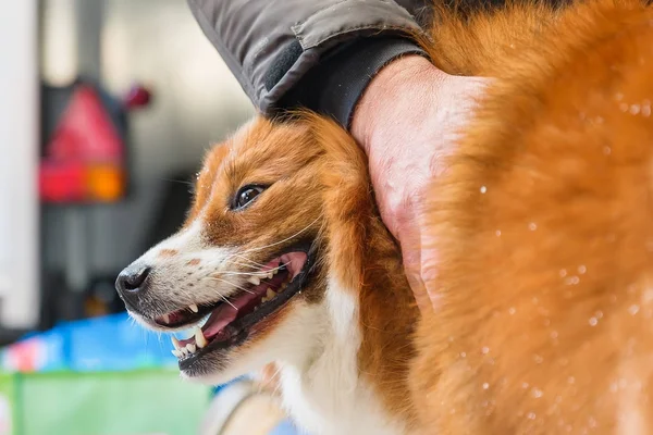 Niedliche elo Hund vor Weihnachtsdekoration — Stockfoto