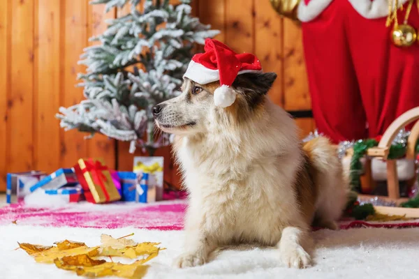 Niedliche elo Hund vor Weihnachtsdekoration — Stockfoto