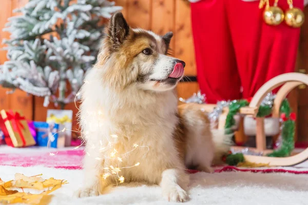 Lindo elo perro en frente de la decoración de Navidad — Foto de Stock