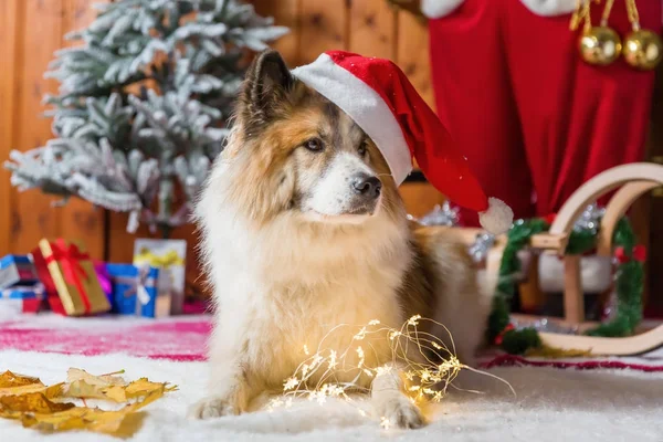 Niedliche elo Hund vor Weihnachtsdekoration — Stockfoto