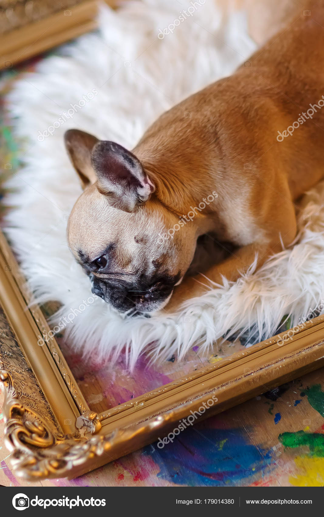 French Bulldog Puppy Lies Inside Of A Picture Frame Stock Photo French Bulldog Puppy Lies Inside Of A Picture Frame Stock Photo