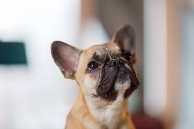 Fransız bulldog köpek yavrusu portresi