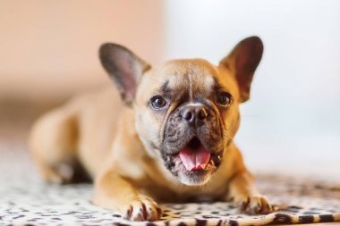 Fransız Bulldog köpek yavrusu yalanlar üzerine bir battaniye ve yawns