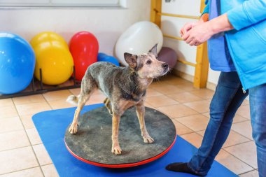 kadın bir Avustralya Cattledog fizyoterapi Office ile çalışır