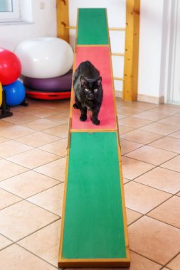Kara kedi bir tahterevalli üzerinde oturur