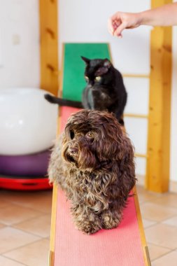 bir kedi ve bir hayvan fizyoterapi ofiste bir köpek ile kadın çalışıyor