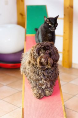 Havanese köpek ve bir tahterevalli üzerinde oturan bir kedi