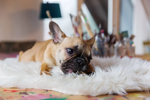 O cachorro Bulldog francês está em um carpete de pele e rói na comida de cão — Fotografia de Stock