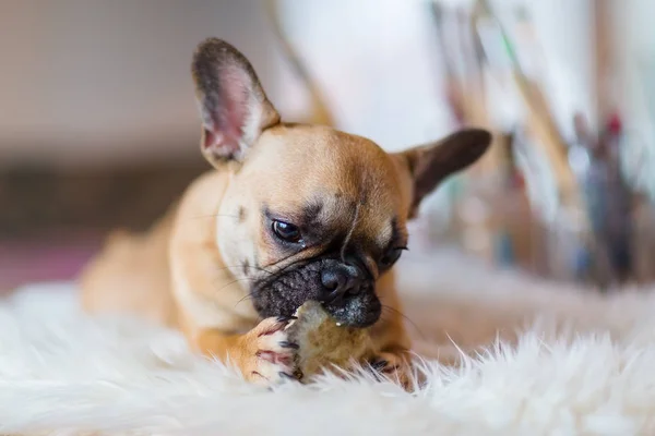 Bouledogue français chiot repose sur un tapis de fourrure et ronge à la nourriture pour chien — Photo