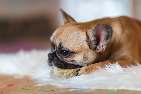 Bouledogue français chiot repose sur un tapis de fourrure et ronge à la nourriture pour chien — Photo