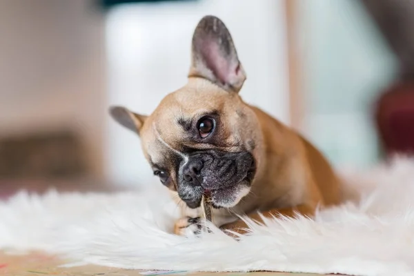 Französischer Bulldoggen-Welpe liegt auf Fellteppich und nagt an Hundefutter — Stockfoto