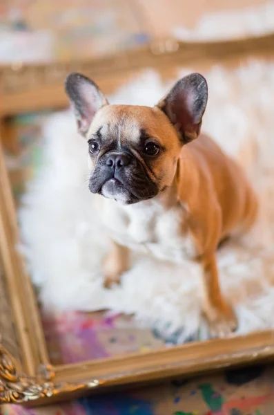 Cachorro Bulldog francês senta-se dentro de uma moldura — Fotografia de Stock