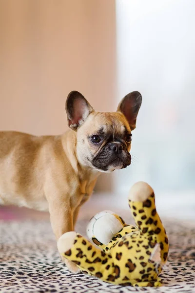 Franse Bulldog puppy met een zacht stuk speelgoed — Stockfoto