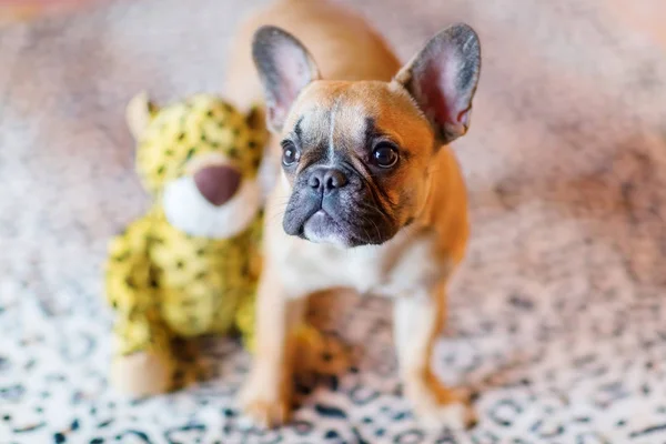 Cachorro Bulldog francês com um brinquedo macio — Fotografia de Stock