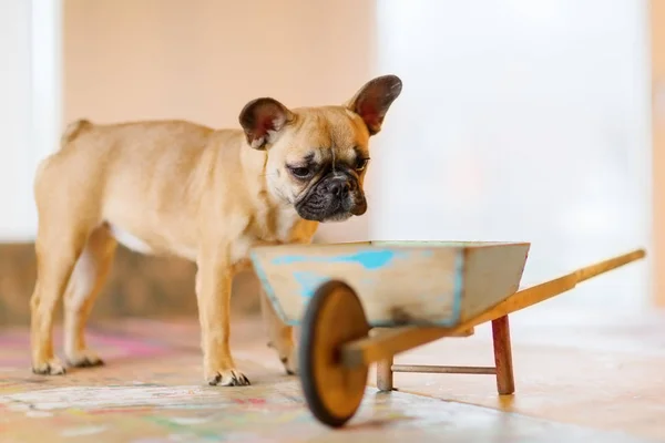 Cachorro Bulldog francês fica ao lado de um carrinho de mão de brinquedo — Fotografia de Stock