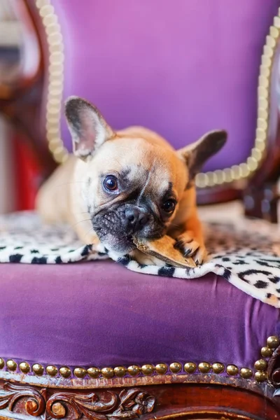 Bulldog francés cachorro en un sillón antiguo con comida para perros — Foto de Stock