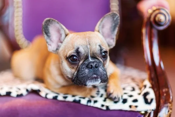 Cachorro Bulldog francês encontra-se em uma poltrona antiga — Fotografia de Stock