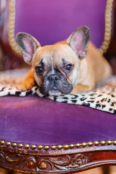 Cachorro Bulldog francês encontra-se em uma poltrona antiga — Fotografia de Stock