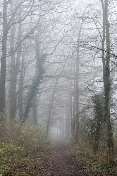 Mistige bospad in de late herfst — Stockfoto