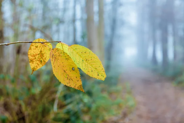 Caminho de floresta nebulosa com foco em folhas de outono em primeiro plano — Fotografia de Stock