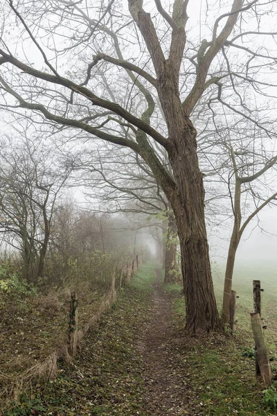 Paisaje brumoso con un camino de campo —  Fotos de Stock