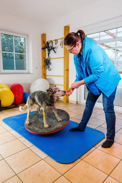 Woman works with an Australian Cattledog in a physiotherapy office — Stock Photo, Image