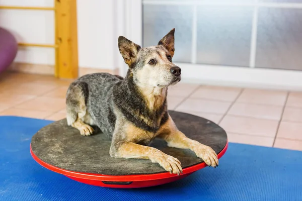 Australian Cattledog yace en un tablero de oscilación —  Fotos de Stock