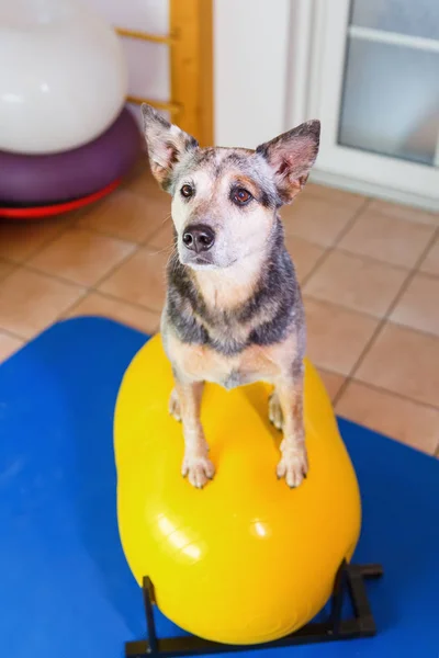 Australische Sennenhond zit op een apparaat van de trainingen in een dier fysiotherapie kantoor — Stockfoto