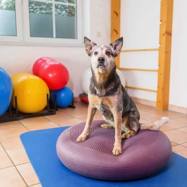 Australian Cattledog se apoya en un dispositivo de entrenamiento en una oficina de fisioterapia —  Fotos de Stock