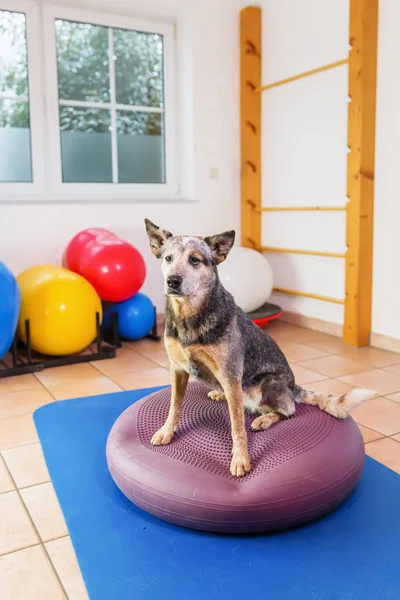 Australische Sennenhond staat op een apparaat van de opleiding in een fysiotherapie-kantoor — Stockfoto