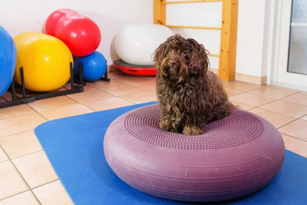 Havanese está em um dispositivo de treinamento em um escritório de fisioterapia — Fotografia de Stock