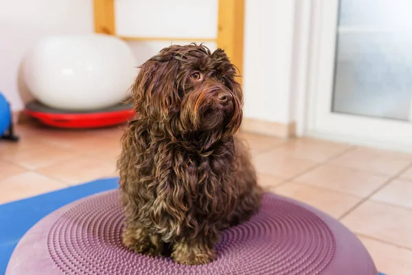 Havanese se tient sur un dispositif d'entraînement dans un bureau de physiothérapie — Photo