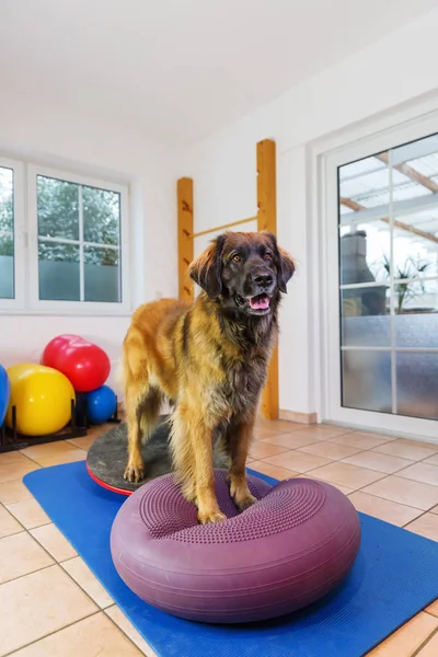 Leonberger staat op een apparaat van de opleiding in een fysiotherapie-kantoor — Stockfoto